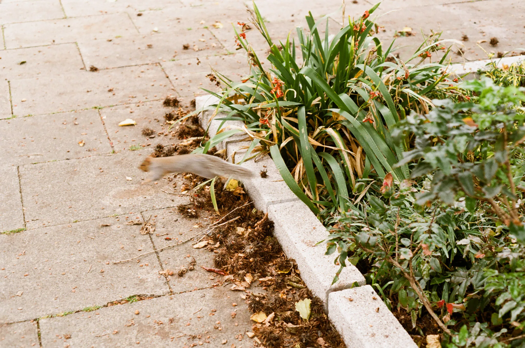 A jumping squirrel